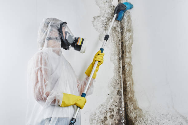 Best Commercial Mold Inspection  in Casey, IL